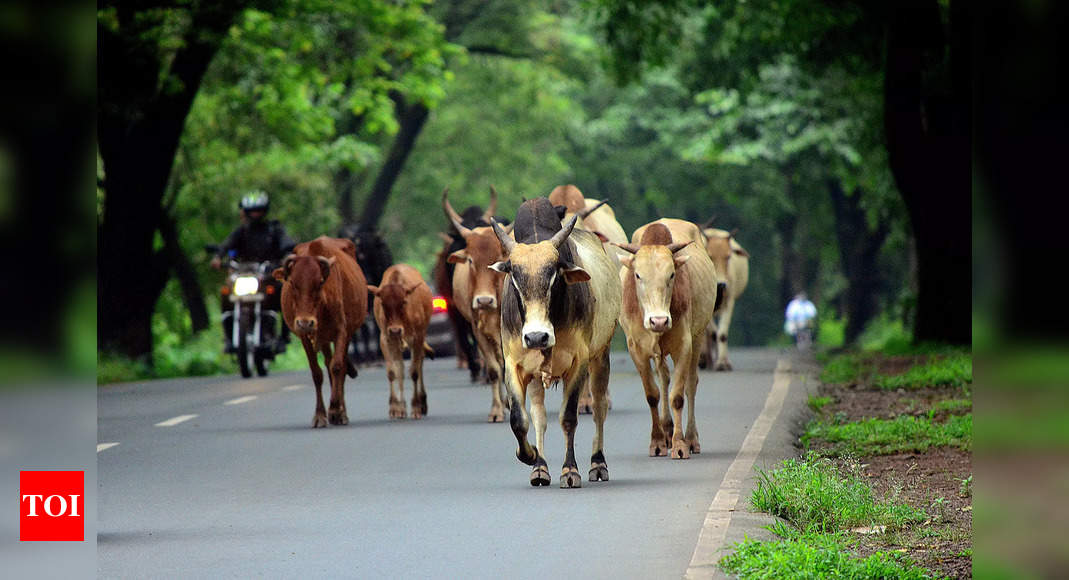 आवारा मवेशियों को बचाने में मदद करेगी गोवा पुलिस: पशुपालन मंत्री | गोवा समाचार