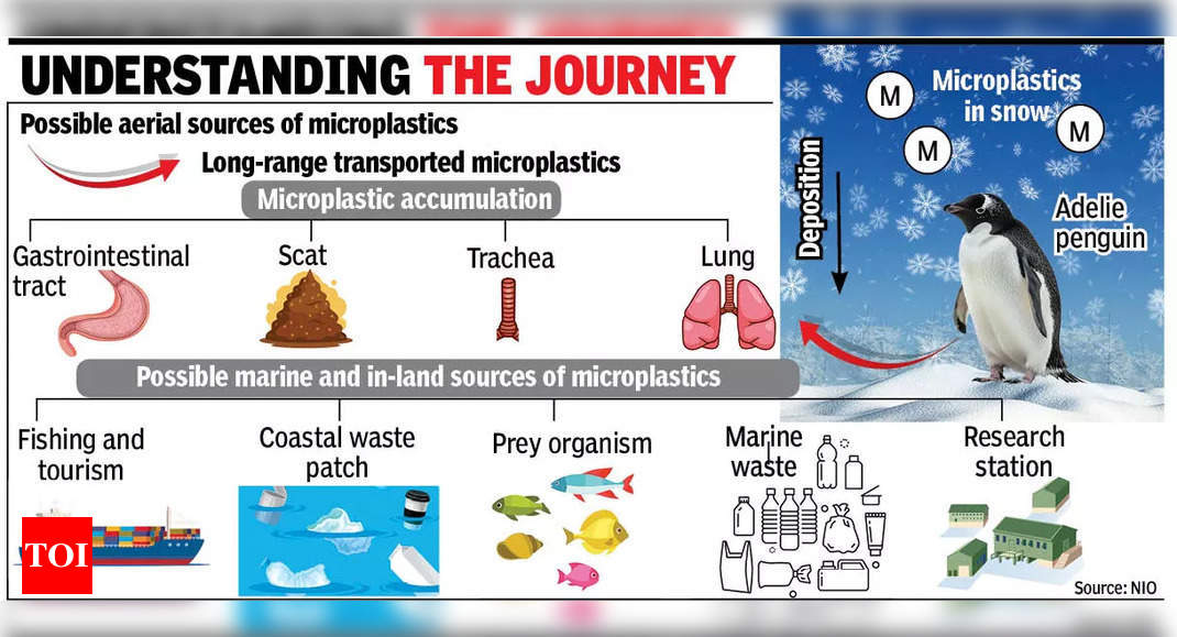 गोवा स्थित एनआईओ को अंटार्कटिका के एडेली पेंगुइन में माइक्रोप्लास्टिक मिला | गोवा समाचार