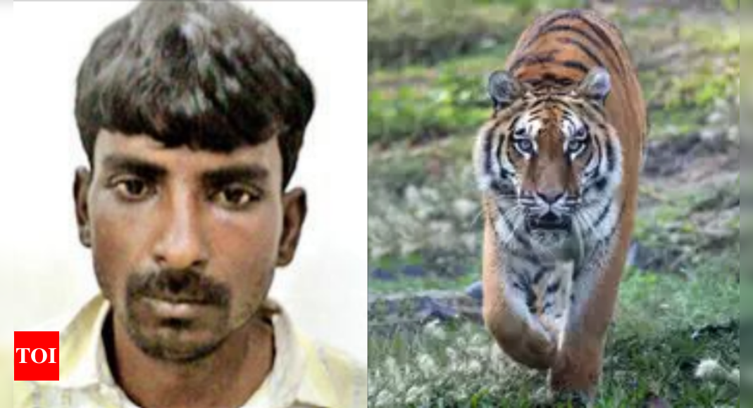 मध्य भारत में 'बोन गोंद' क्रेज ड्राइविंग टाइगर पॉचिंग; सांसद का शिकार गिरफ्तार | भोपाल समाचार
