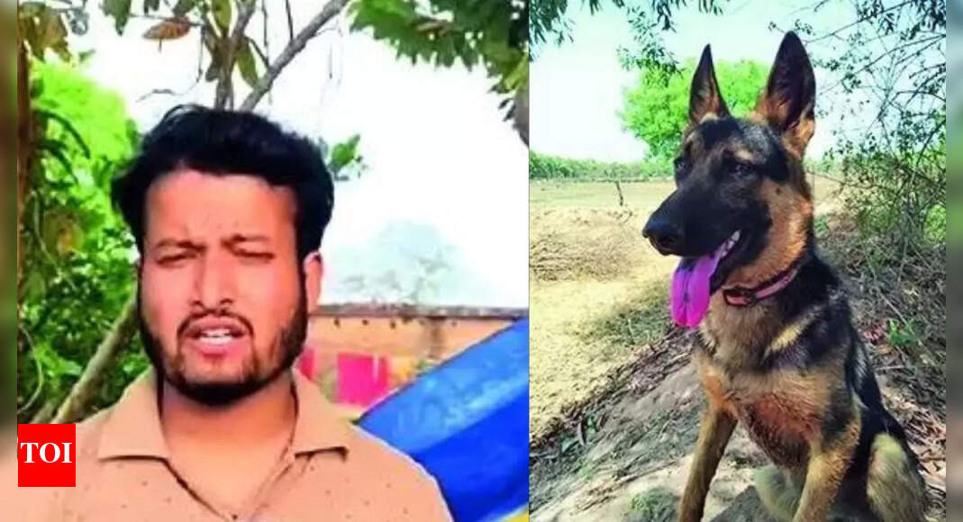 'मैं अपने जीवन को bentho को दे रहा हूं': कैसे एक बहादुर जर्मन शेफर्ड ने टाइगर को अपने मालिक को बचाने के लिए लिया भोपाल समाचार