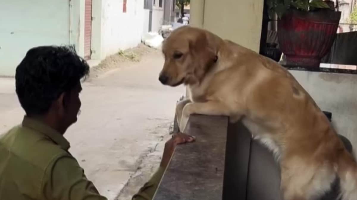 Watch: Dog Demands Banana